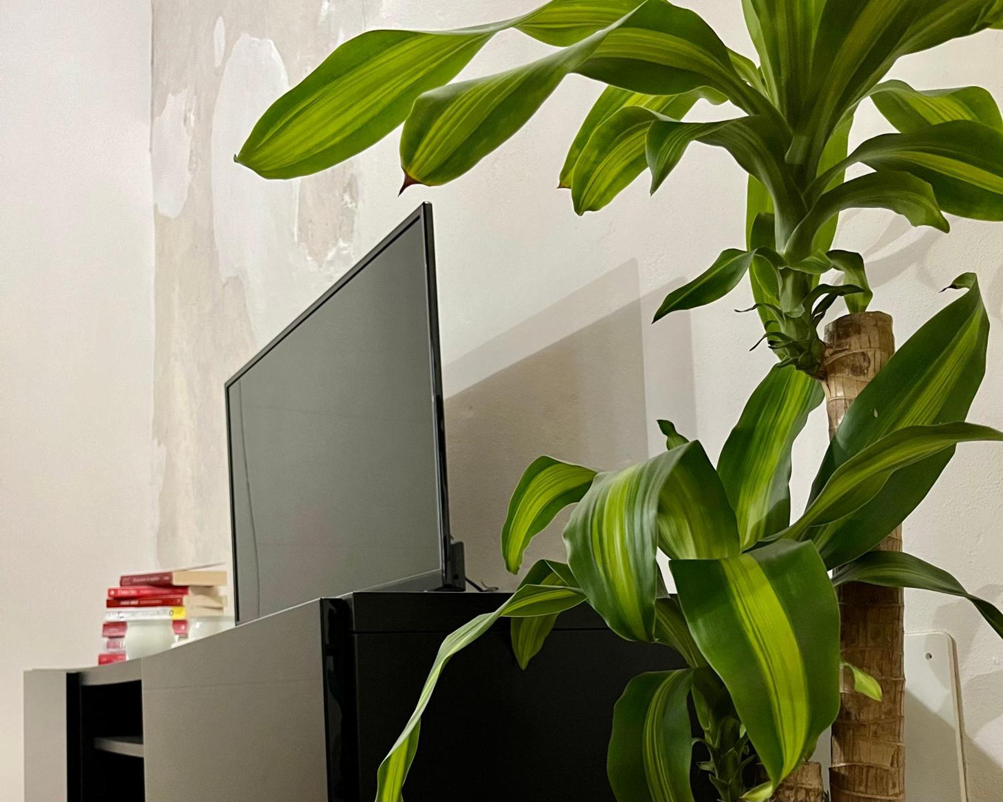 ורונה Magnolia Home - Piazza Delle Erbe מראה חיצוני תמונה